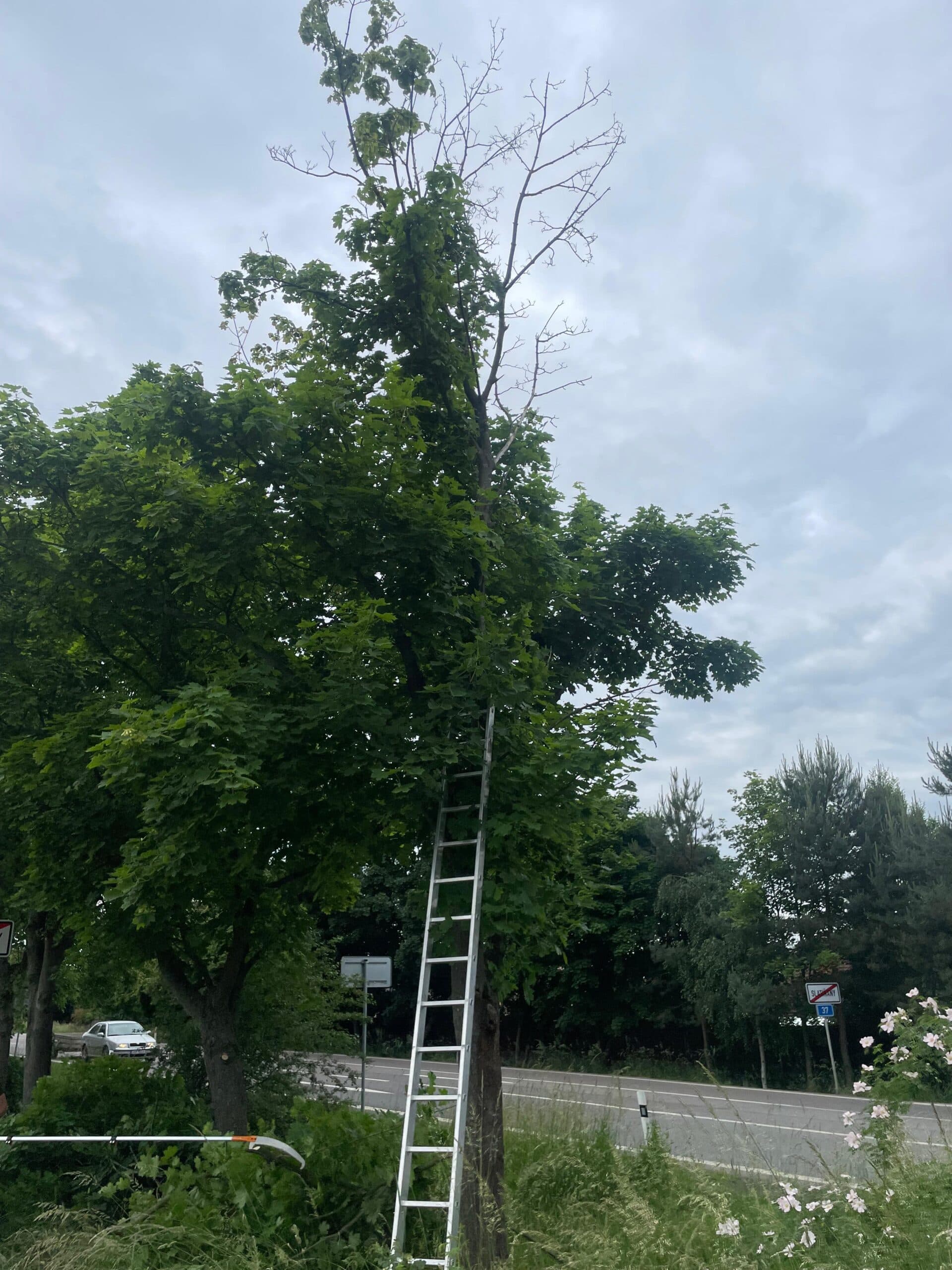 Bezpečnostní řez koruny