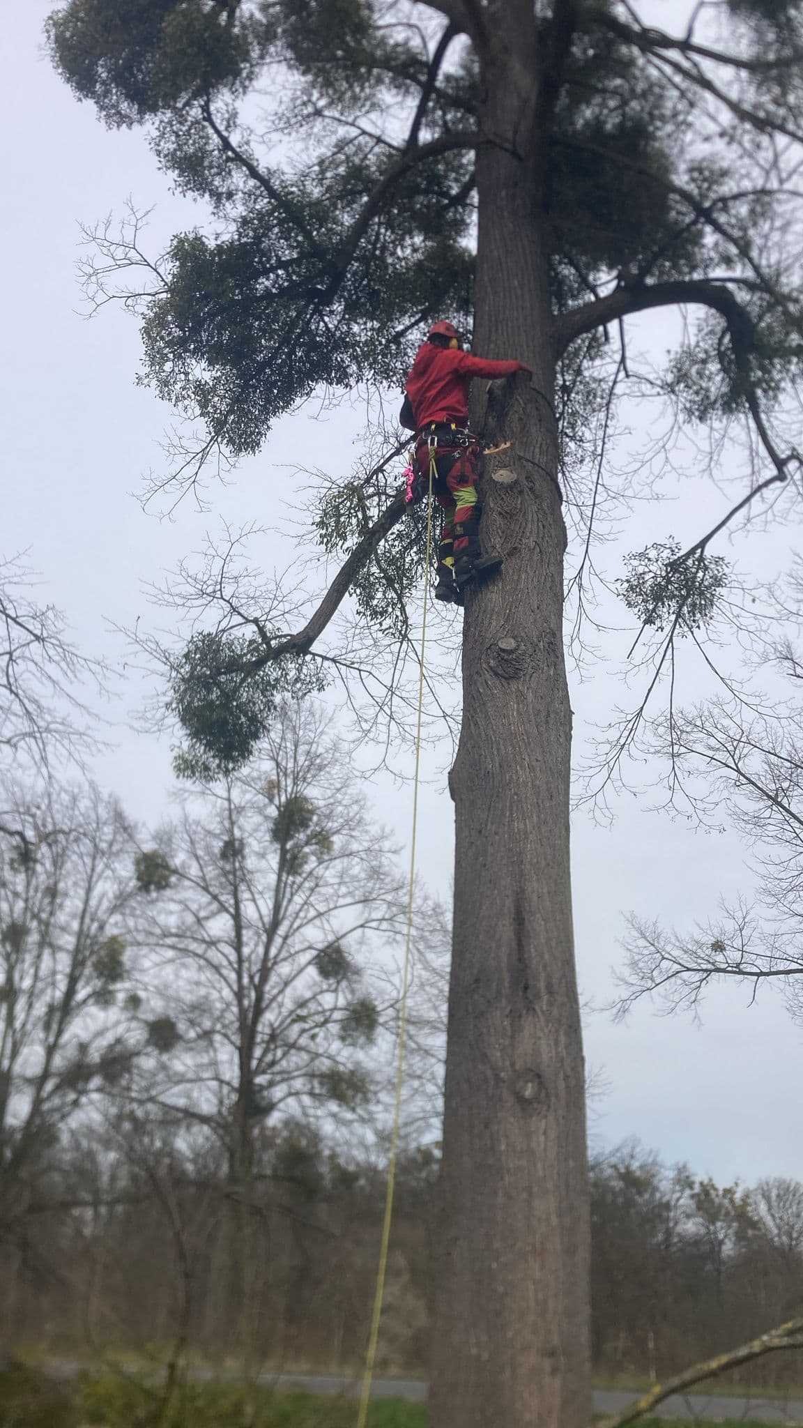 Kácení v náročném terénu