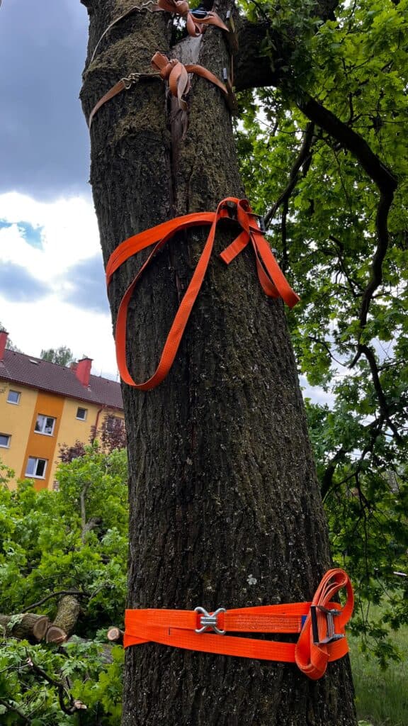 Havárijní kácení – zásah