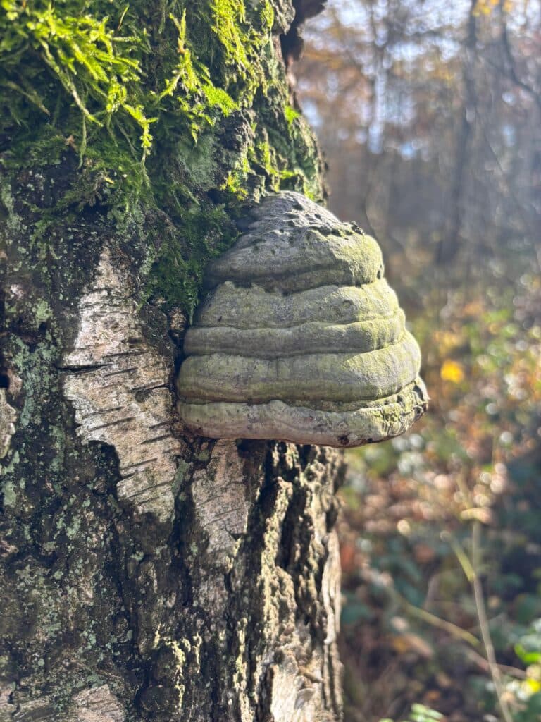 Odborné posouzení stavu stromu