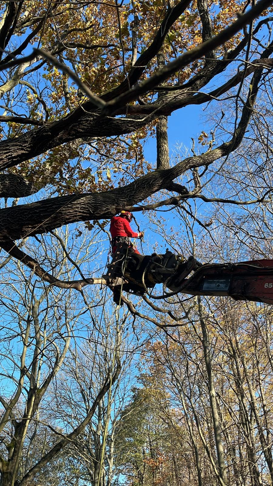Tvarování a řez dřevin