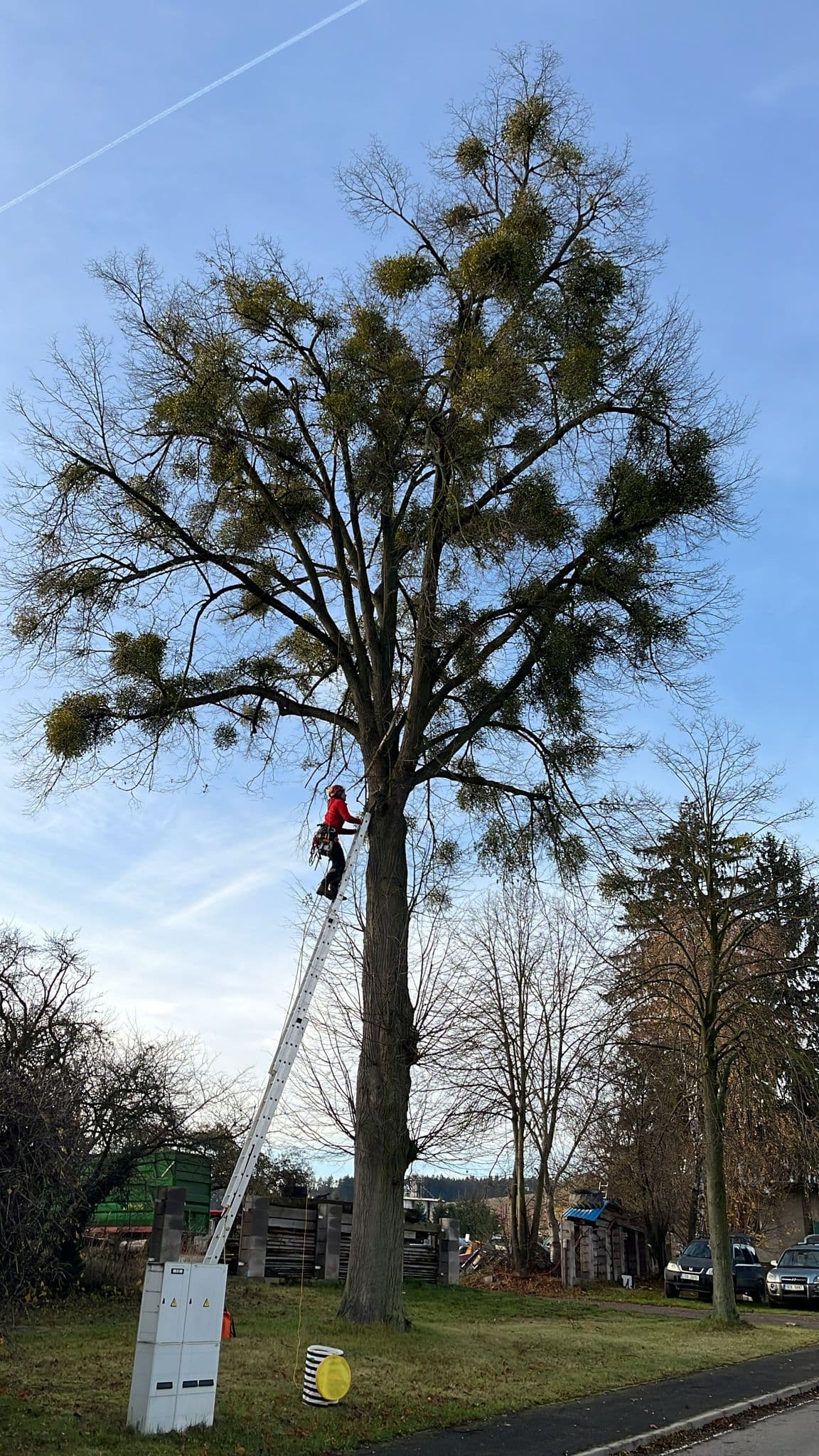 Zdravotní řez stromu