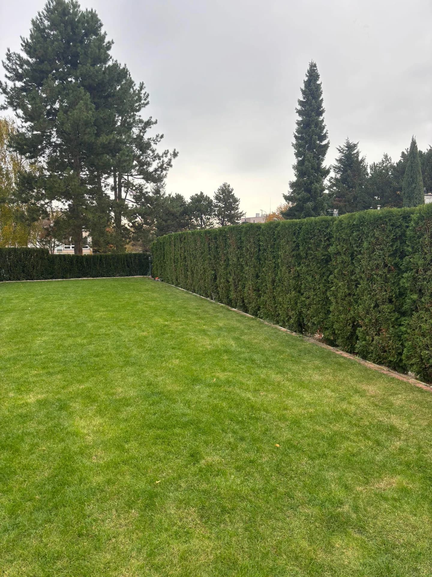 Údržba zeleně - upravený trávník a živý plot